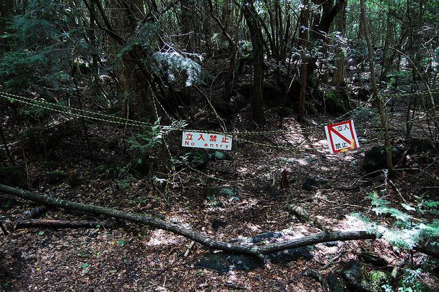 hutan aokigahara