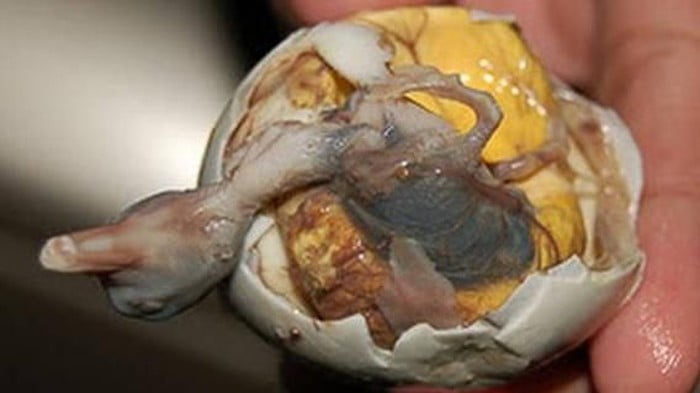 embrio bebek
