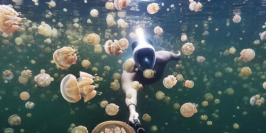 danau teraneh di dunia jellyfish lake