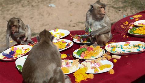 perjamuan khusus monyet di thailand