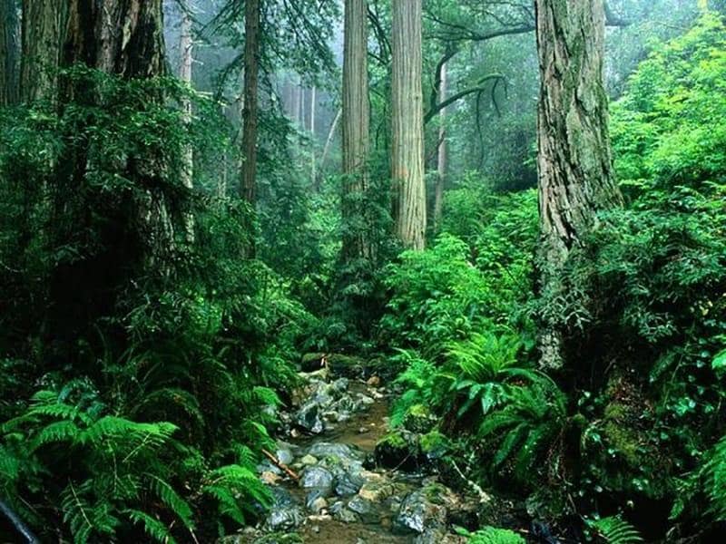 hutan tertua di dunia Amazon