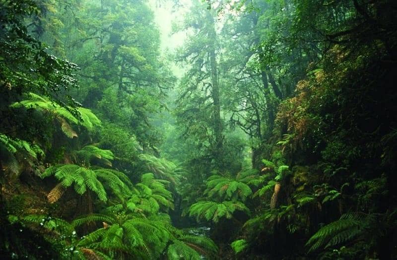 2. Hutan Hujan Tarkine, Australia