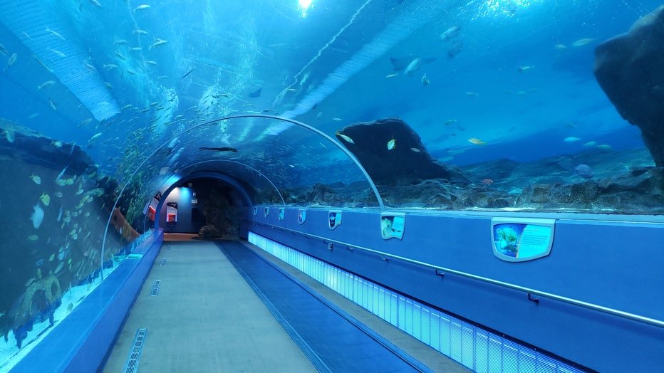 1. Georgia Aquarium, Amerika Serikat