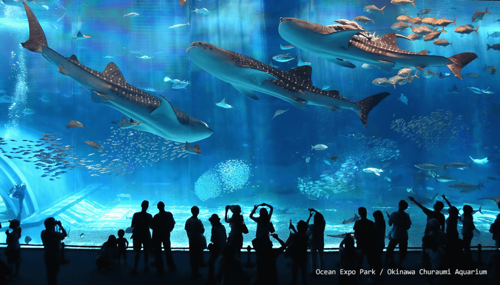 tempat wisata akuarium terbaik 6. The Okinawa Churaumi Aquarium