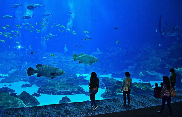 tempat wisata akuarium terbaik 4. National Aquarium Baltimore, Amerika Serikat
