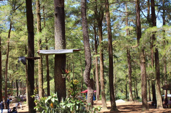 4. Hutan Pinus Malino, Gowa