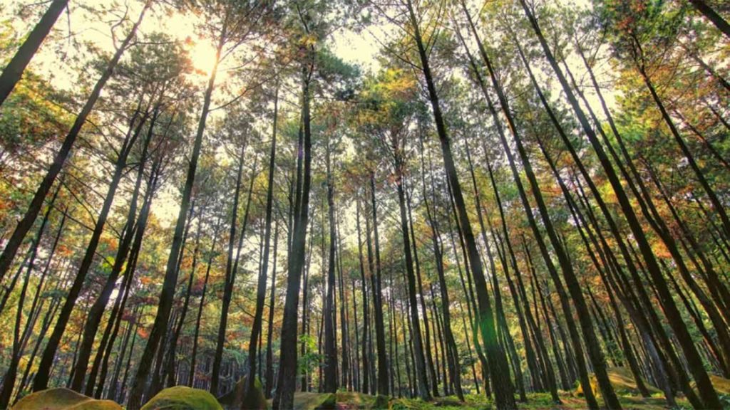 1. Hutan Pinus Gunung Pancar, Bogor