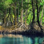 Wisata hutan mangrove