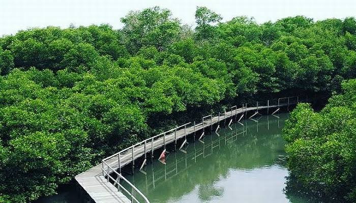 Wisata hutan mangrove denpasar