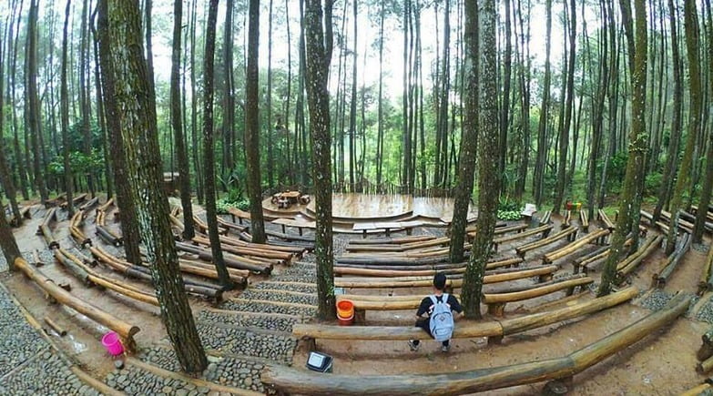 6. Hutan Pinus Mangunan, Yogyakarta