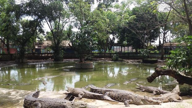 tempat wisata di bekasi Taman Buaya Indonesia Jaya
