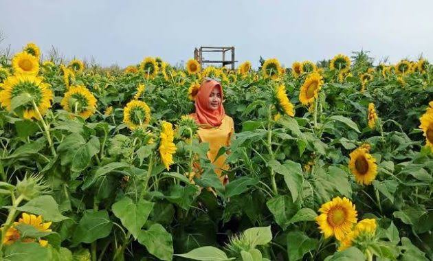 Kebun bunga matahari bantul