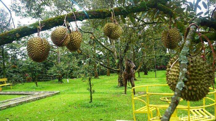 Rute ke Kebun durian warso farm