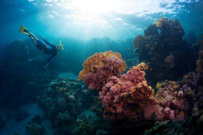 Terumbu karang pulau samalona