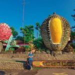 Kebun durian warso farm