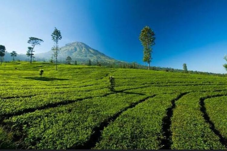wisata kebun teh di Indonesia Tambi