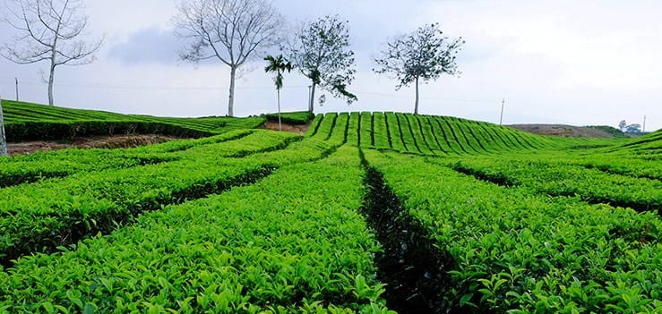 wisata kebun teh di Indonesia Sidamanik