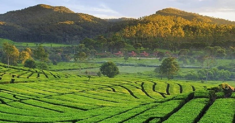 wisata kebun teh di Indonesia Rancabali