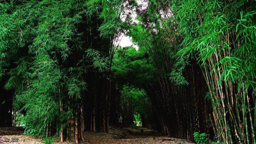 wisata hutan bambu