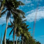 Manfaat pohon kelapa