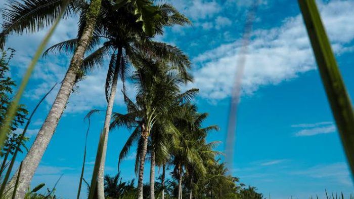 Manfaat pohon kelapa