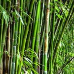 Manfaat batang bambu
