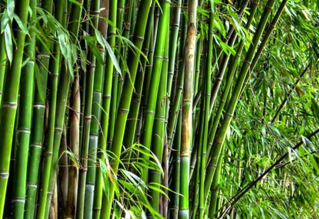 Manfaat batang bambu