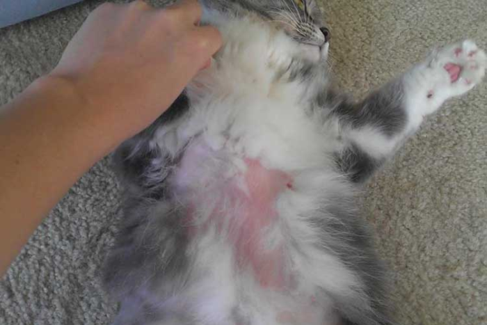 Penyebab dan Cara Mengatasi Bulu Kucing yang Sering Rontok