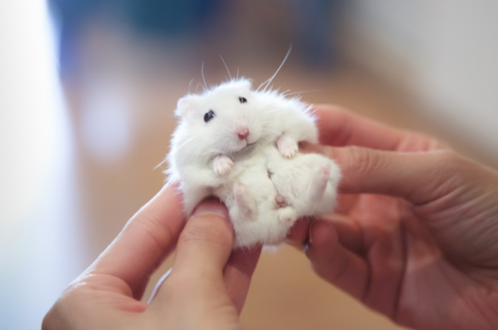ciri-ciri hamster hamil