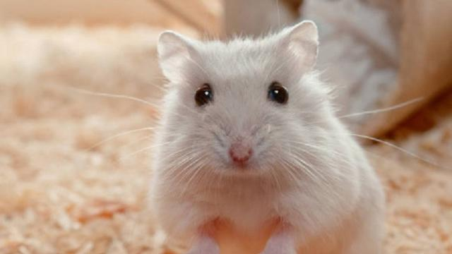 ciri-ciri hamster hamil