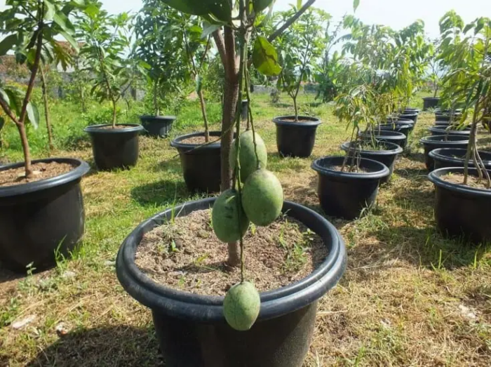 Pengertian Tabulampot Dan Cara Menanamnya Agar Berhasil