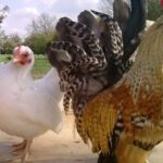 4 Jenis Ayam yang Bertubuh Kecil