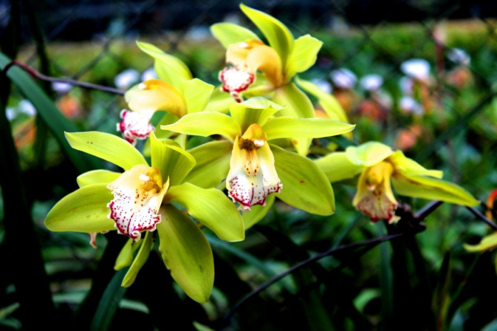 Nongke Shenzhen Orchid Adalah Bunga Termahal Di Dunia