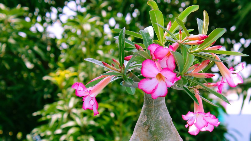 Bunga Adenium atau Kamboja Jepang