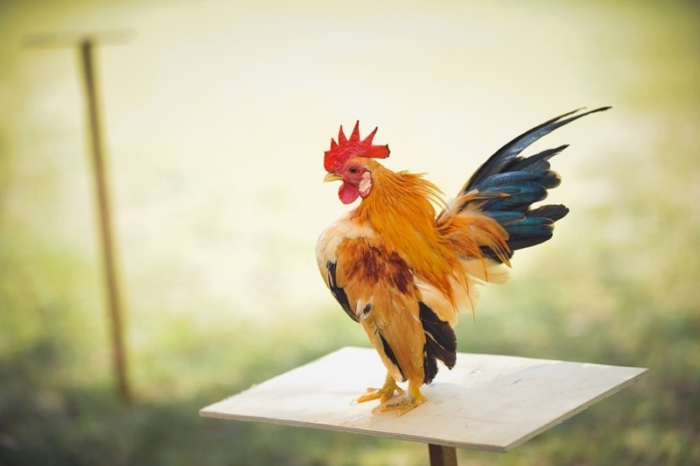 Serama – Jenis Ayam yang Bertubuh Kecil