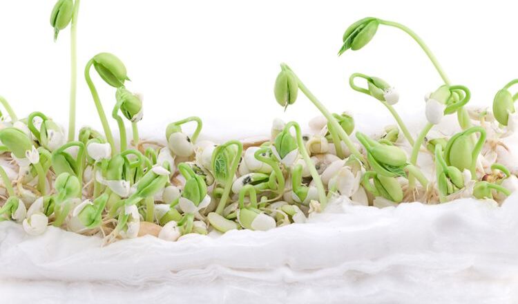 Cara menanam kacang hijau dengan kapas