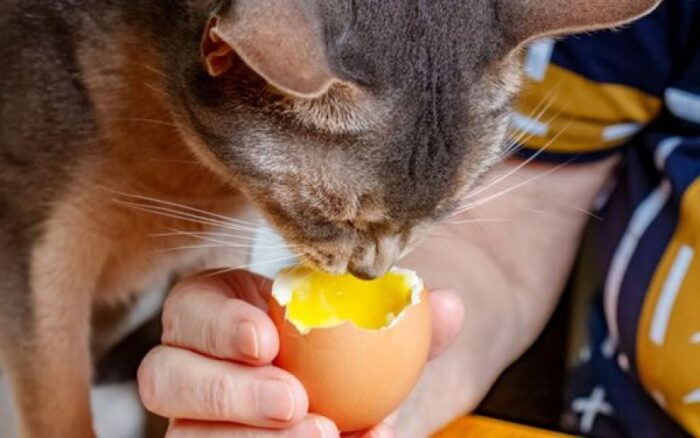 Manfaat kuning telur untuk kucing