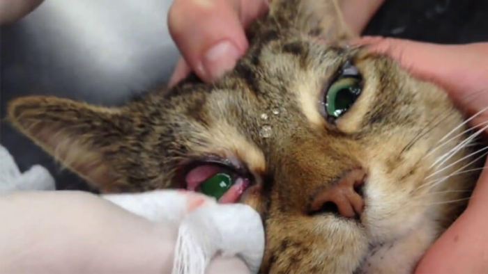 3. Penyebab Mata Kucing Berair Karena Bisul / Ulkus Mata