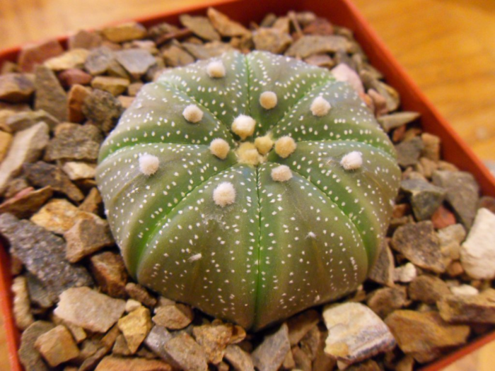 1. Kaktus Bernama Astrophytum Asterias
