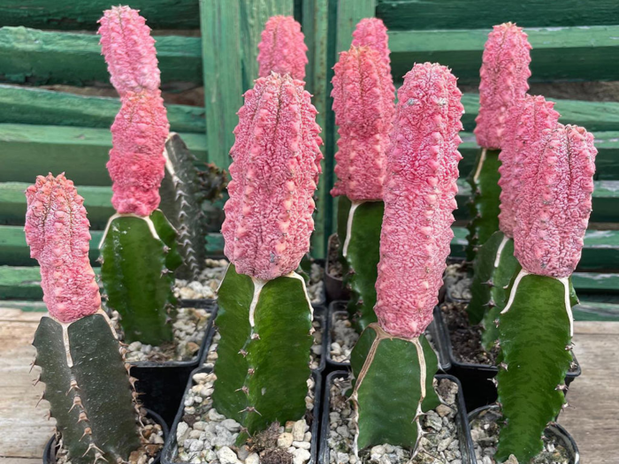 3. Jenis Kaktus Termahal Bernama Euphorbia Abdelkuri