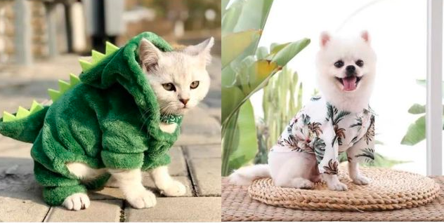 Contoh Pola Baju Kucing Anggora dan Persia Sesuai Spesifikasi