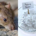 Mudahnya Cara Membuat Racun dari Bahan Dapur Untuk Tikus