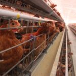 Bagaimana Cara Ternak Ayam Petelur yang Benar ?