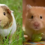 Melihat Perbedaan Hamster dan Marmut