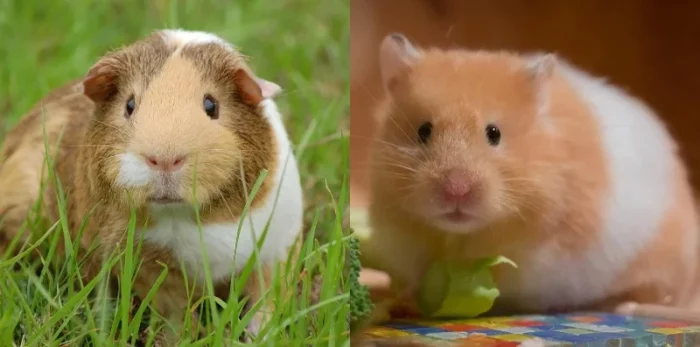 Melihat Perbedaan Hamster dan Marmut