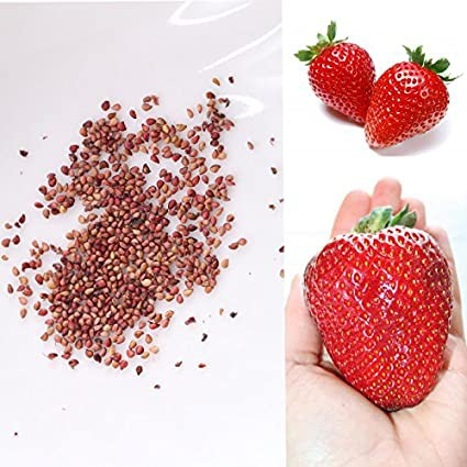 Cara Menanam Strawberry dengan Mempersiapkan Bibit