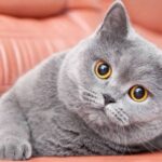Mengenal Lebih Dekat Kucing British Short Hair