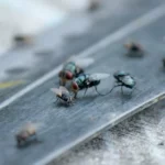 Cara Mengusir Lalat Siang Hari dengan Bahan Alami