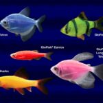 Update Terbaru Harga Ikan Glofish 2023