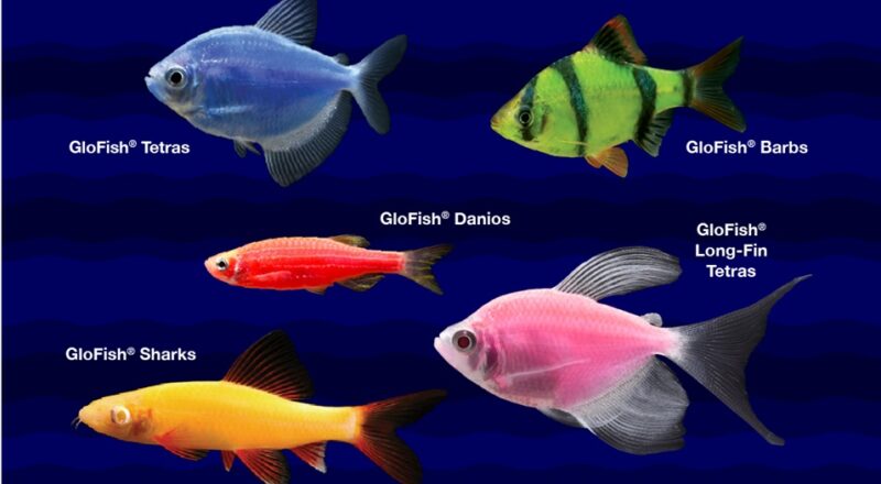 Update Terbaru Harga Ikan Glofish 2023